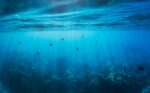 The long-term evolution of light sensitivity from single-cell organisms to humans: What we are missing now