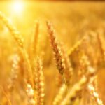 wheat-3506758_960_720 summer