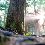 Sunny forest
